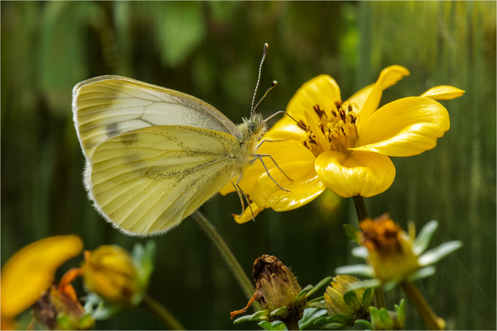 auf gelber Blüte  .....