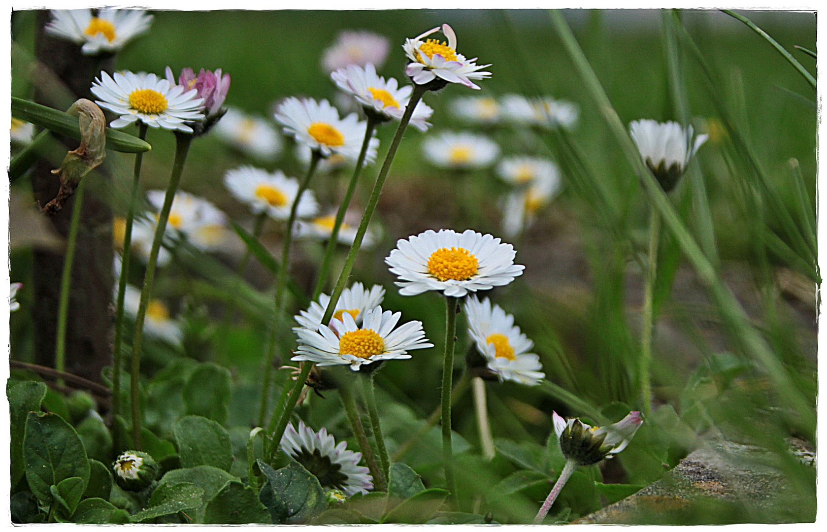 Auf gleicher Höhe mit Gänseblümchen