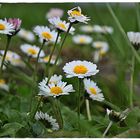 Auf gleicher Höhe mit Gänseblümchen