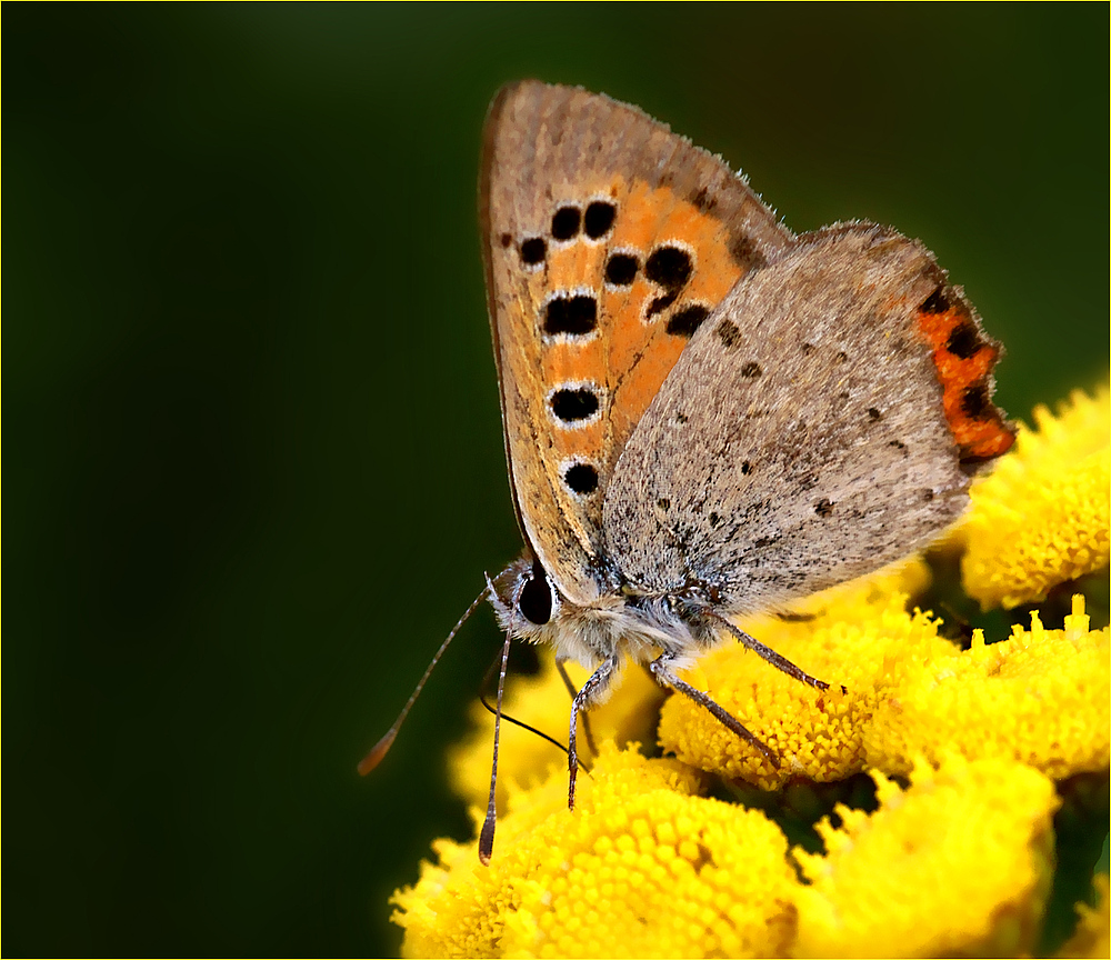 Auf goldenem Boden