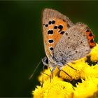 Auf goldenem Boden