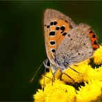 Auf goldenem Boden