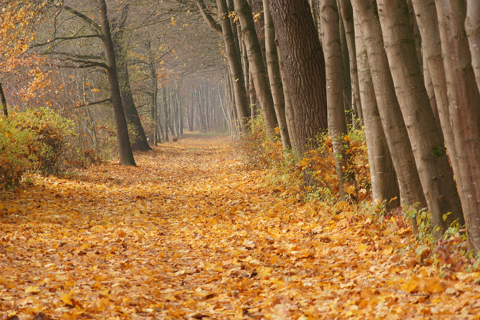 auf goldenem Laub spazieren