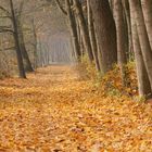 auf goldenem Laub spazieren