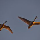 Auf goldenen Schwingen