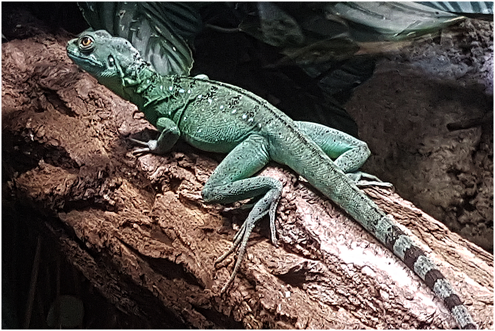 Auf großem Fuss lebt dieser Leguan - Kurzer Zwischenstopp . . . (5)