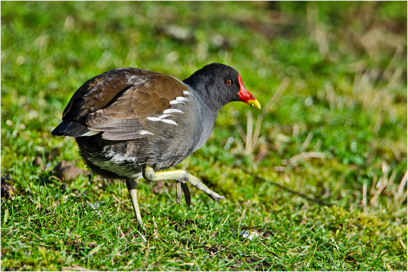 Auf großen Füßen lebt das Teichhuhn (Gallinula chloropus) . . .