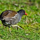 Auf großen Füßen lebt das Teichhuhn (Gallinula chloropus) . . .