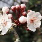 Auf großen Schritten dem Frühling entgegen 