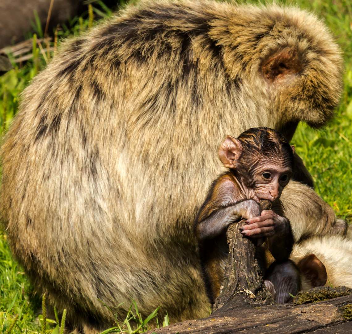 Auf großer Entdeckertour..... Berberaffe Tierpark Thüle