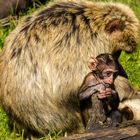 Auf großer Entdeckertour..... Berberaffe Tierpark Thüle