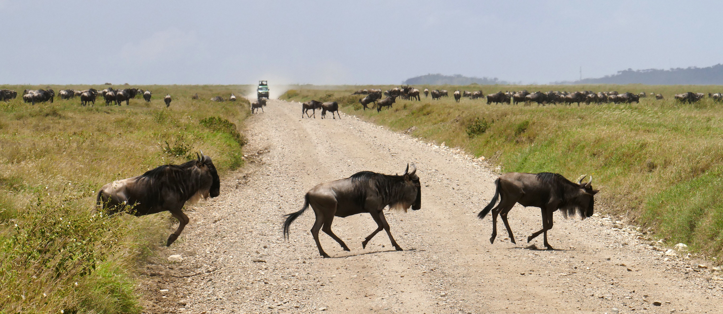 ...auf großer Wanderung durch die Serengeti...