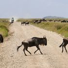 ...auf großer Wanderung durch die Serengeti...