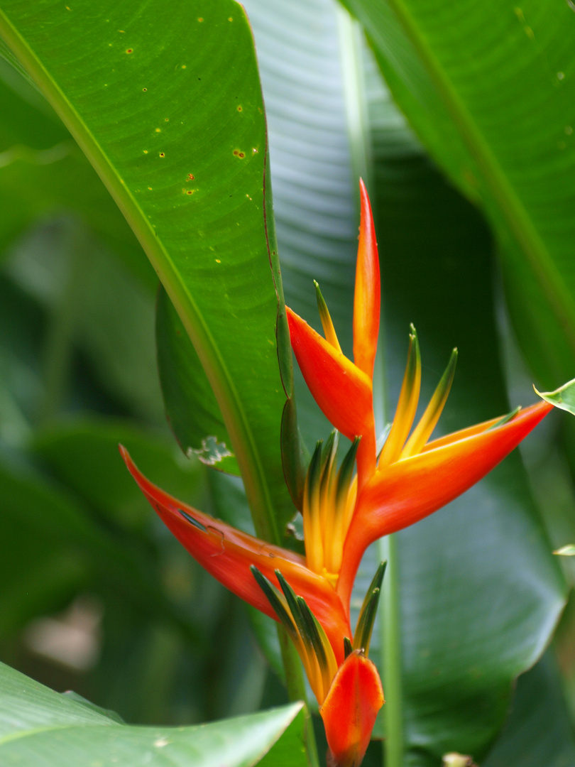 Auf Guadeloupe