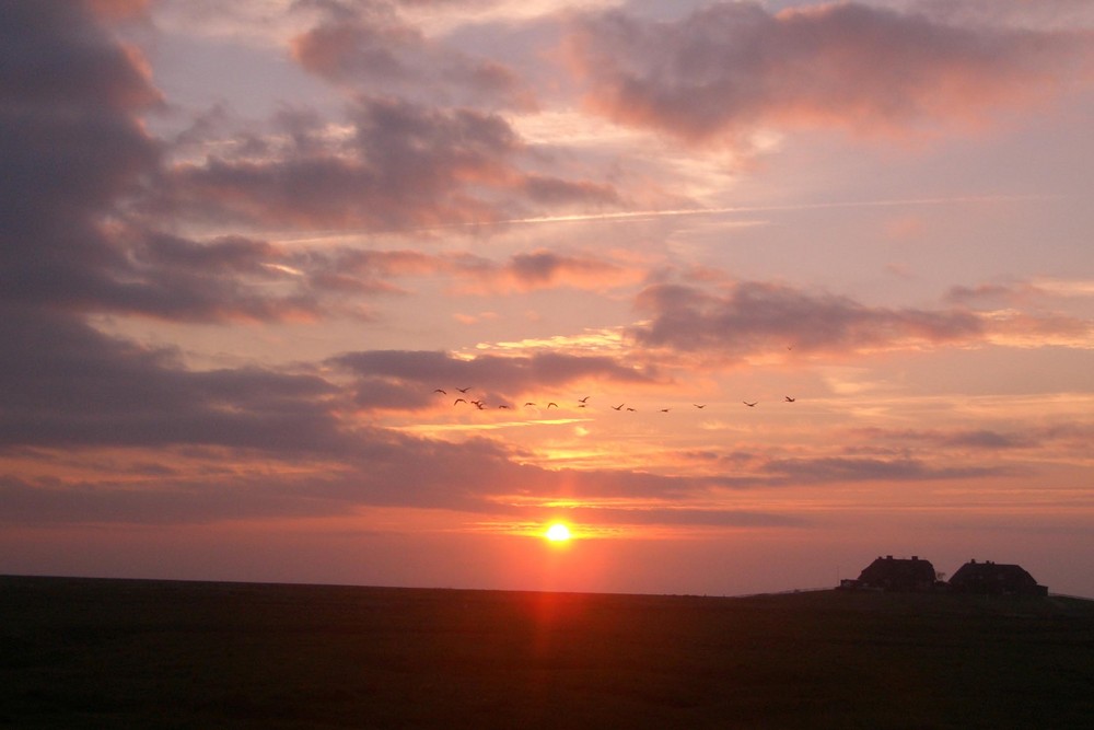 ...auf Hallig Hooge