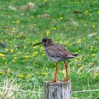 Auf Hallig Hooge