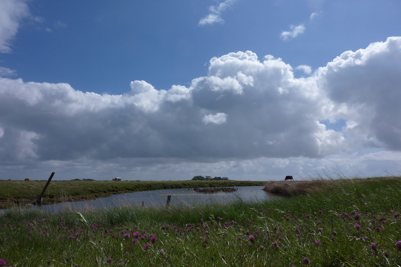 Auf Hallig Hooge