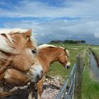 ... auf Hallig Hooge... ausruhen nach getaner Arbeit