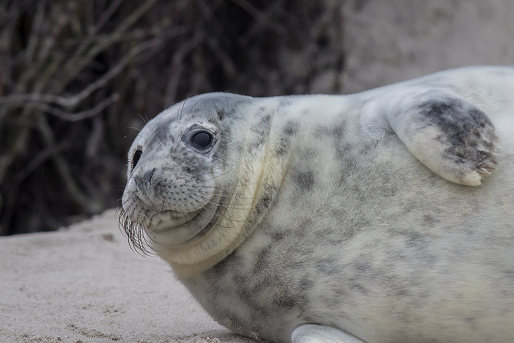 Auf Helgoland