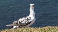 Auf Helgoland 1