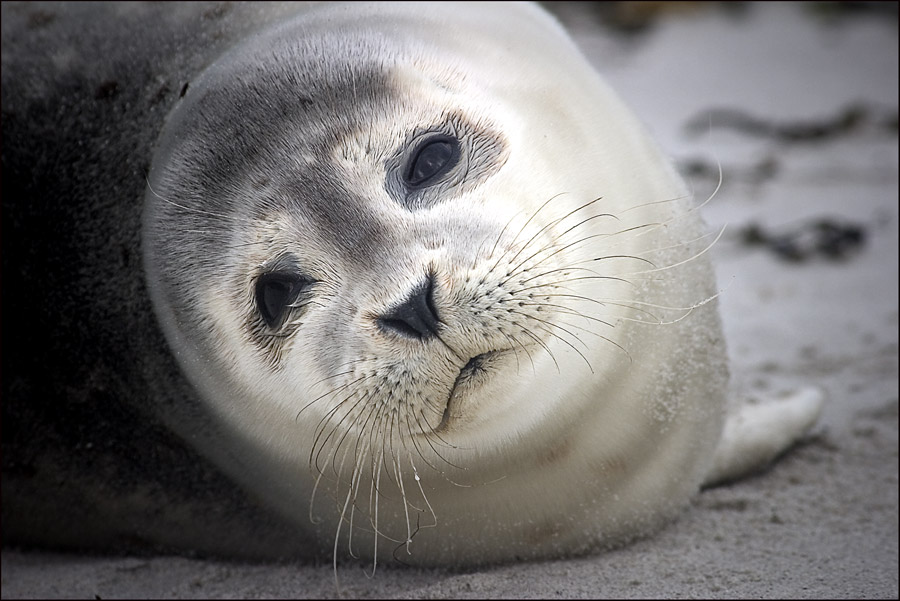 Auf Helgoland ...