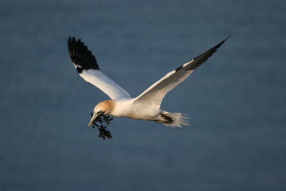 Auf Helgoland