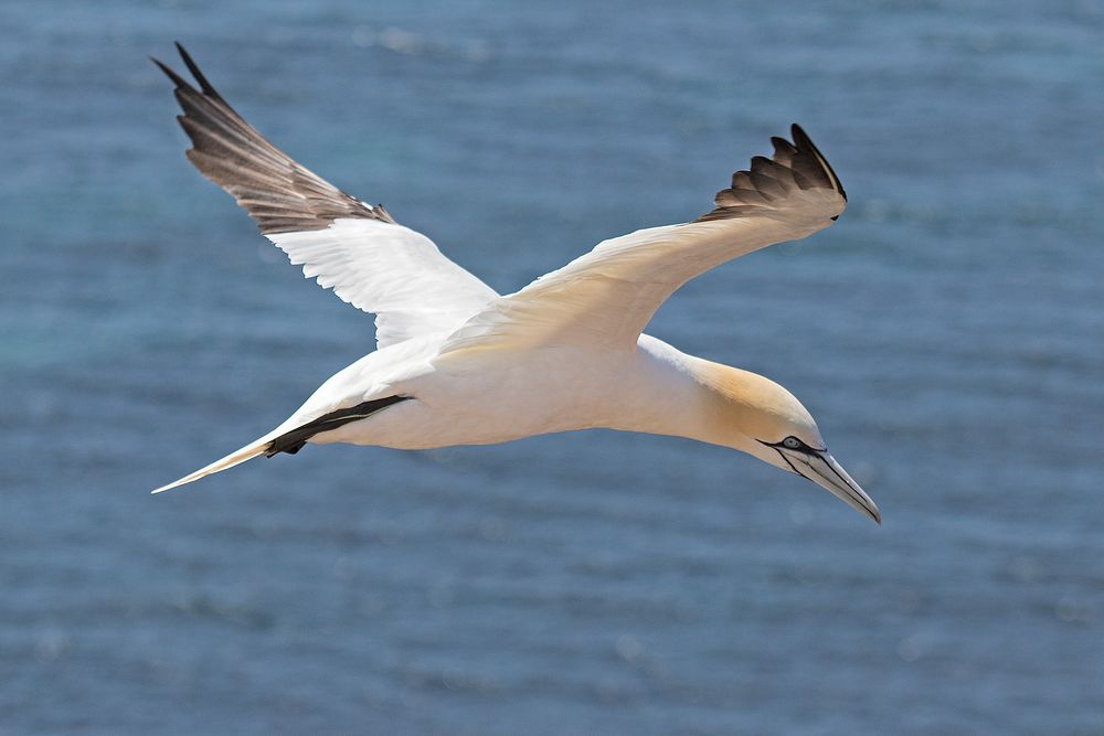 Auf Helgoland 3