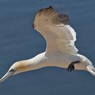 Auf Helgoland....