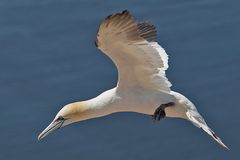 Auf Helgoland....