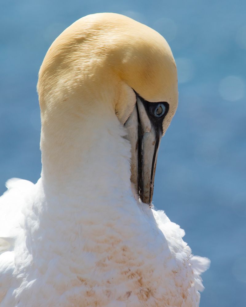 Auf Helgoland 6