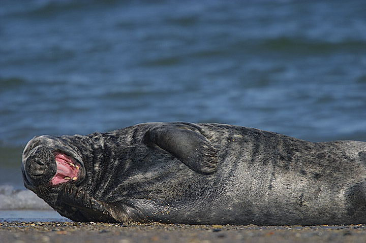 auf helgoland