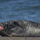 auf helgoland