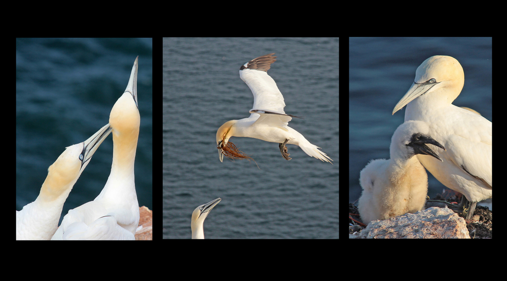 auf Helgoland