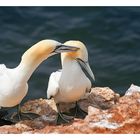 auf Helgoland