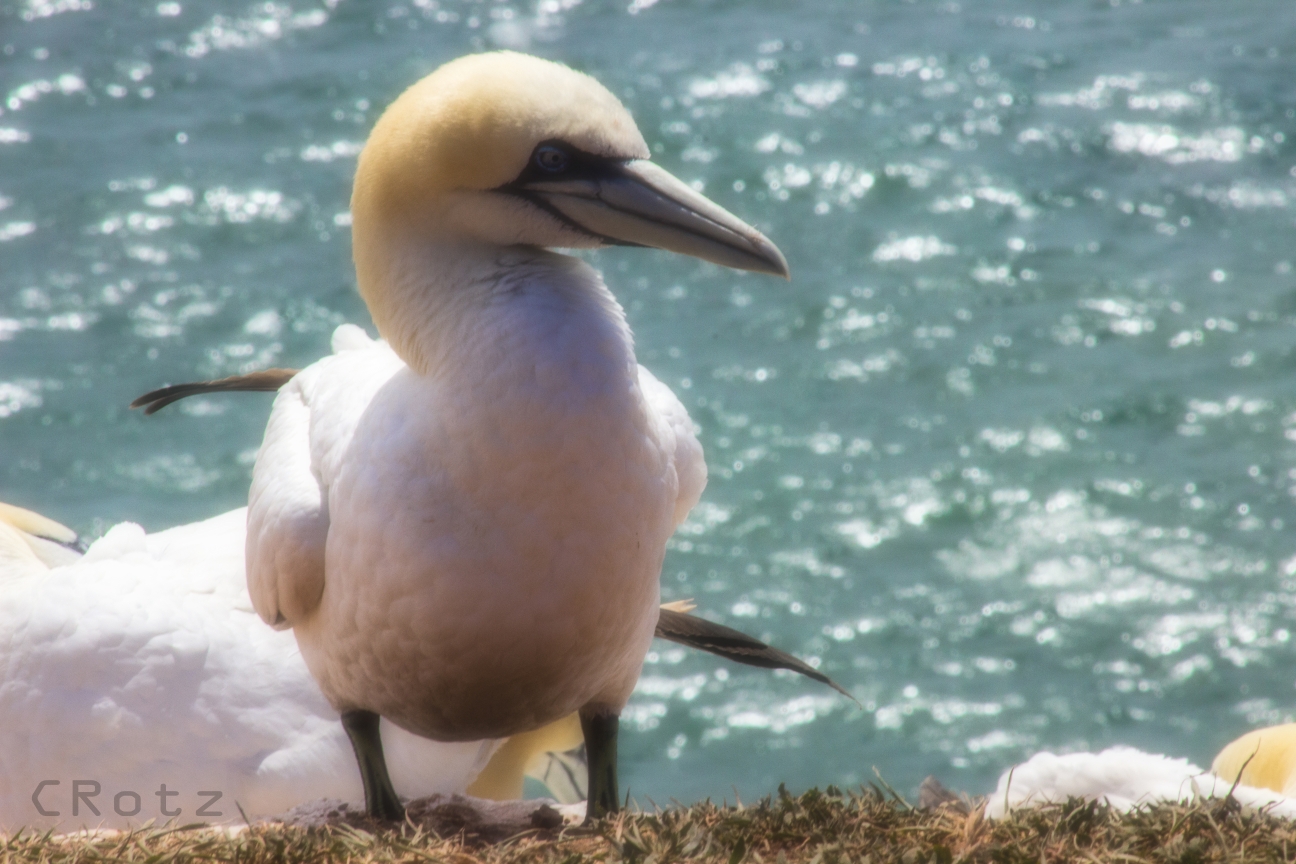 Auf Helgoland...