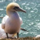 Auf Helgoland...