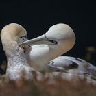 Auf Helgoland