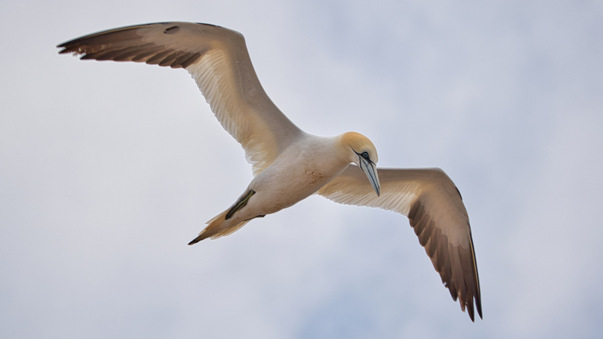 auf Helgoland