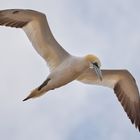 auf Helgoland