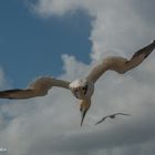 auf Helgoland