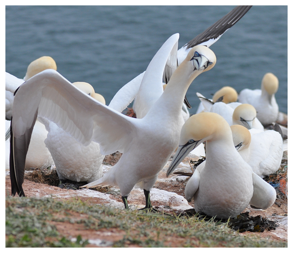 ....auf Helgoland gesehen