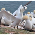 ....auf Helgoland gesehen