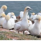 ....auf Helgoland gesehen II