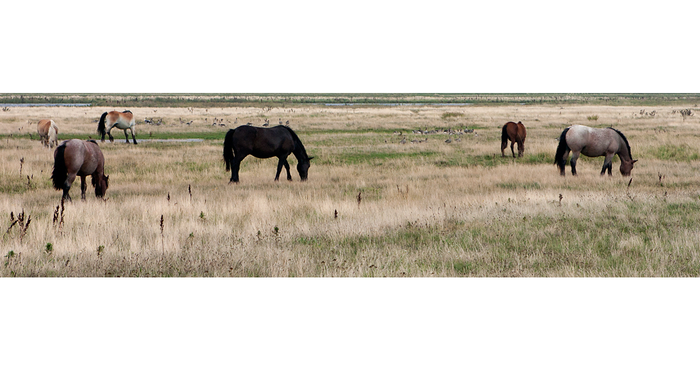 Auf Hiddensee 2