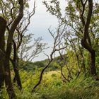 Auf Hiddensee