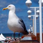 Auf hohem Posten in Westerland