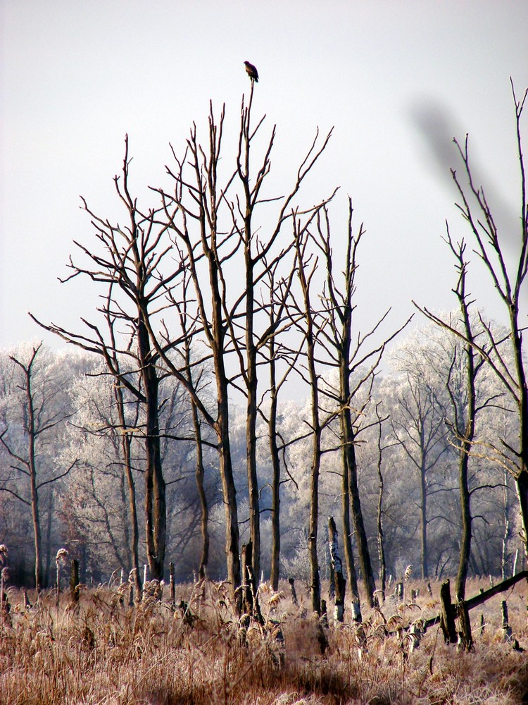 Auf hoher (Winter-) Warte