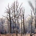 Auf hoher (Winter-) Warte