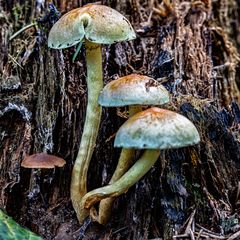 Auf Holz gebaut 