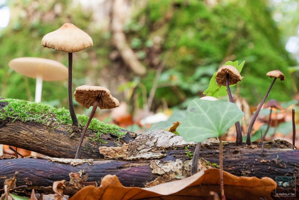 Auf Holz gebaut